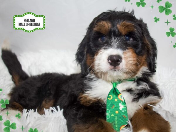 Bernedoodle Mini – 13372