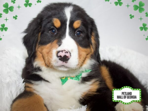 Bernese Mountain Dog – 13369