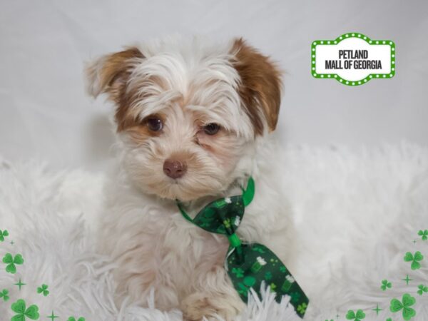 Yorkiepoo – 13371