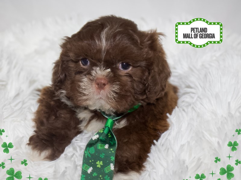 Shih Tzu Puppy Red Chocolate ID: 13382 Located at Petland Mall of