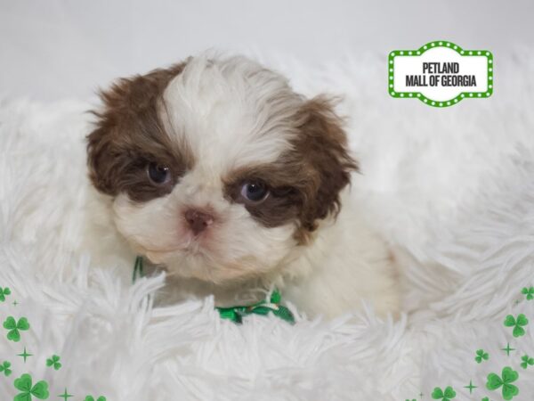 Shih Tzu – 13381