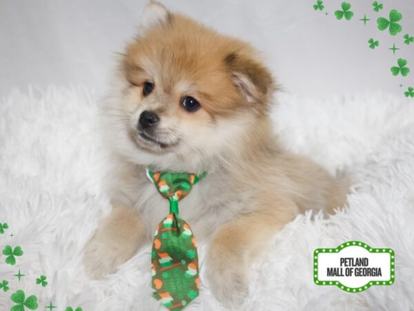 Pomeranian – 13370