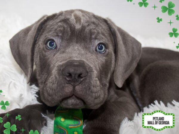 Cane Corso – 13361