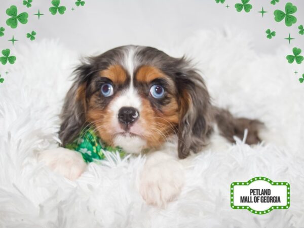 Cavalier King Charles Spaniel – 13385
