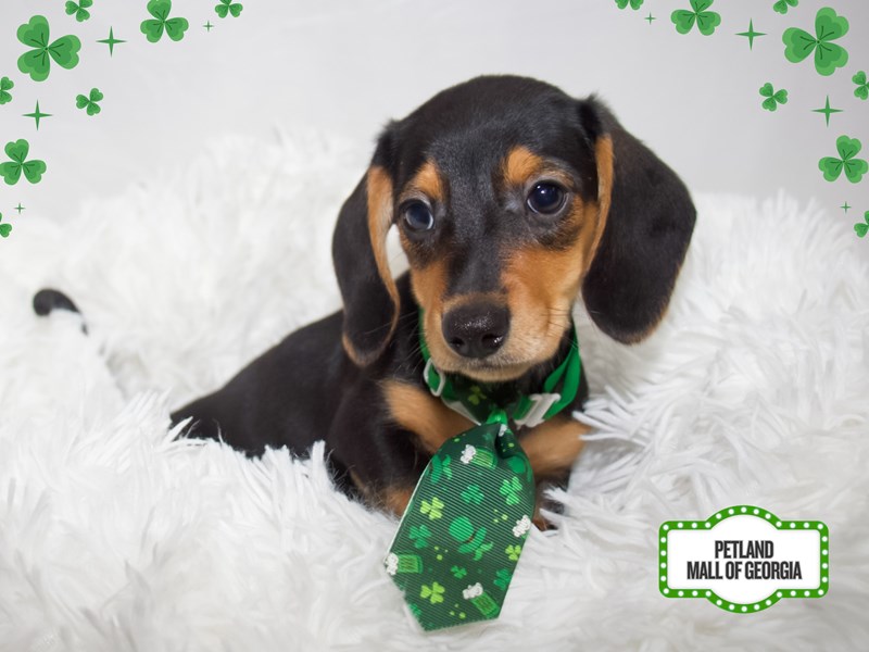 Dachshund – 13376