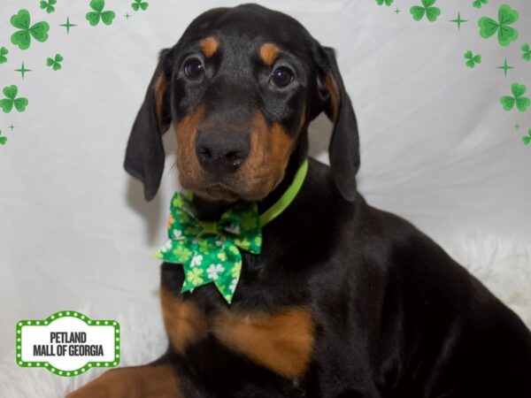 Doberman Pinscher – 13366