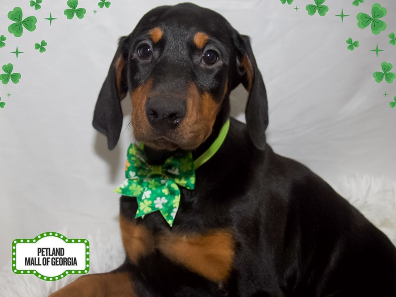 Doberman Pinscher – 13366
