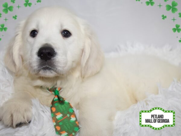 Golden Retriever – 13374