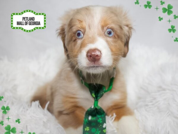 Miniature Australian Shepherd – 13363
