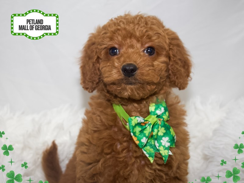 Goldendoodle Mini F1b – 13375