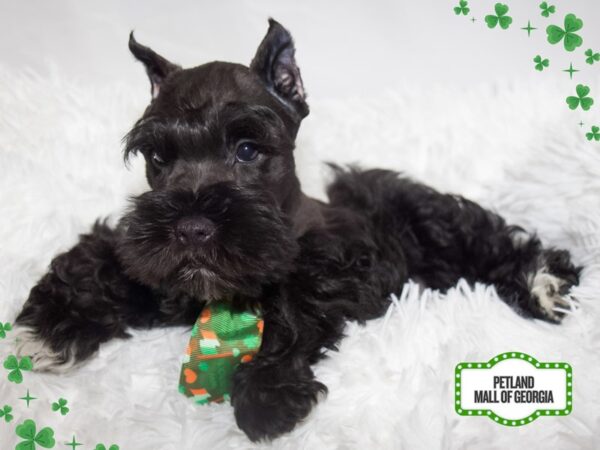 Miniature Schnauzer – 13380