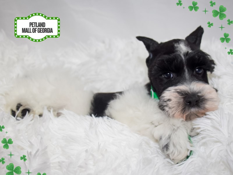 Miniature Schnauzer – 13386