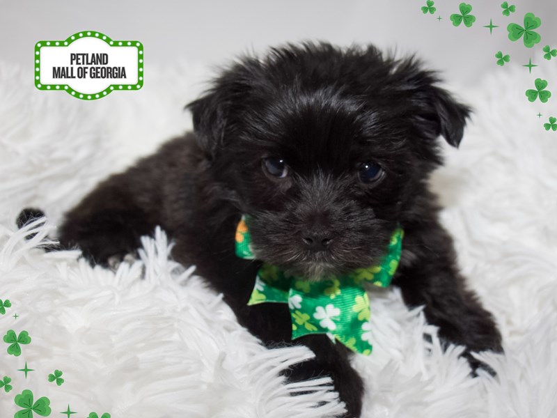 Morkie – 13379