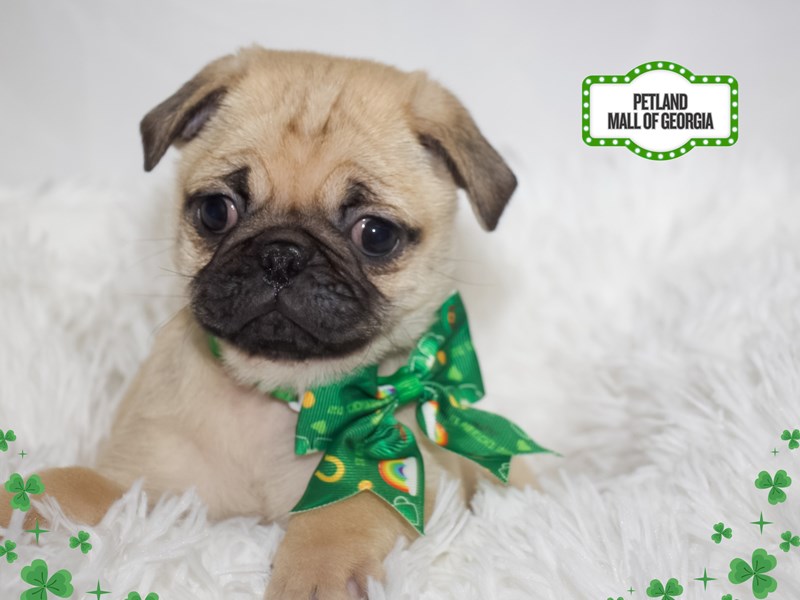 Pug – 13383
