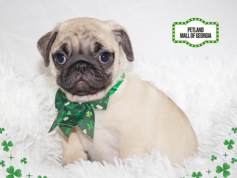 Pug – 13387