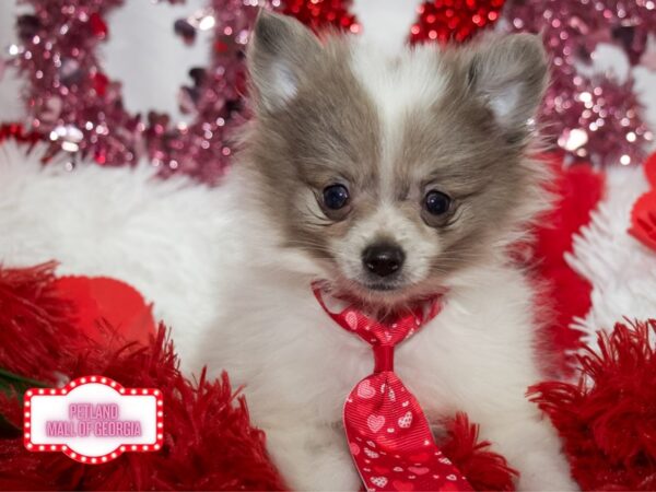 Pomeranian – 13281