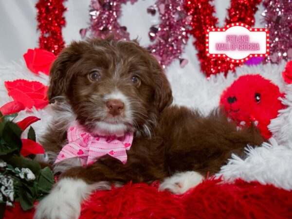 Aussiedoodle – 13292
