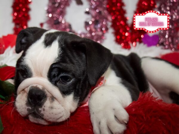 English Bulldog – 13319