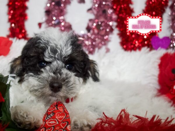 Miniature Poodle – 13327