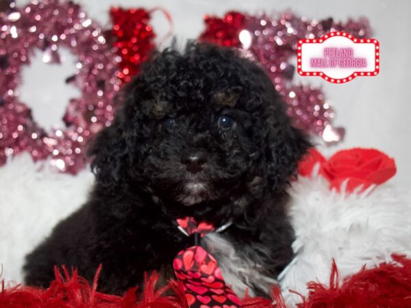 Miniature Poodle – 13326