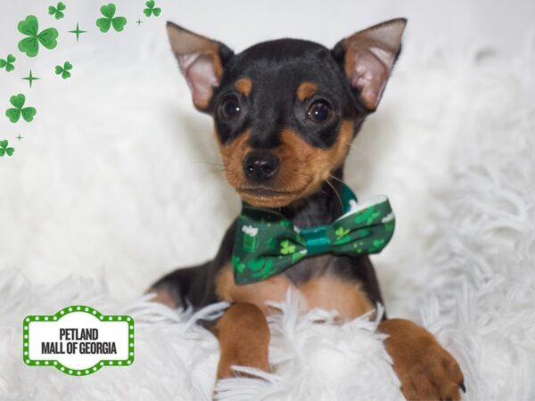 Miniature Pinscher – 13358
