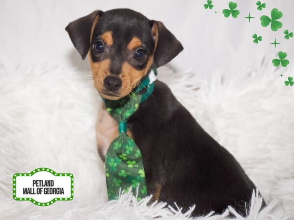 Miniature Pinscher – 13346