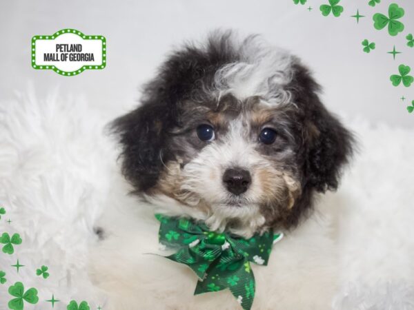 Bernedoodle Mini – 13367