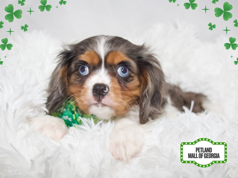 Cavalier King Charles Spaniel in Suwanee, GA