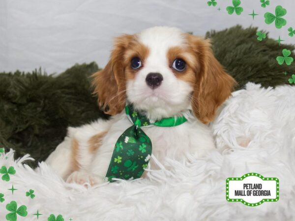 Cavalier King Charles Spaniel – 13390