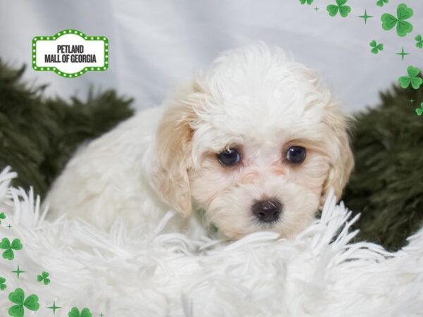 Maltipoo – 13400
