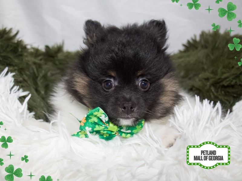 Pomeranian in Dacula, GA