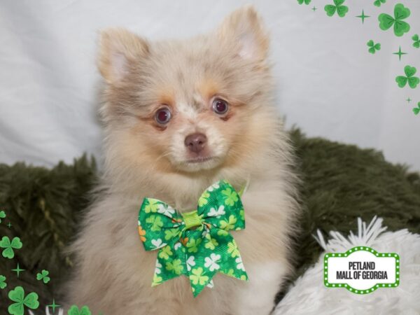 Pomeranian – 13414