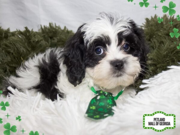 Teddy Bear – 13399