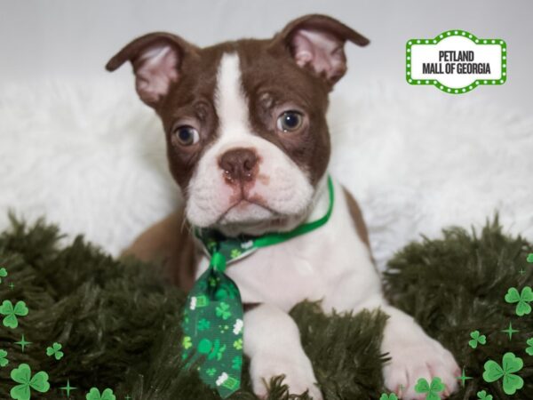 Boston Terrier – 13422