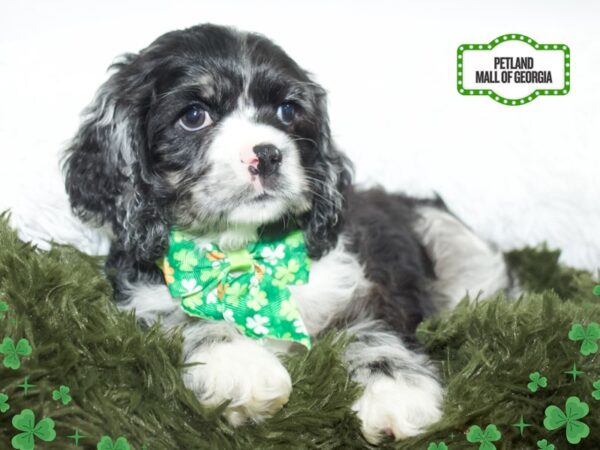 Cocker Spaniel – 13429