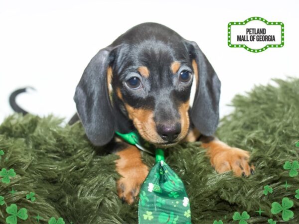 Dachshund – 13428