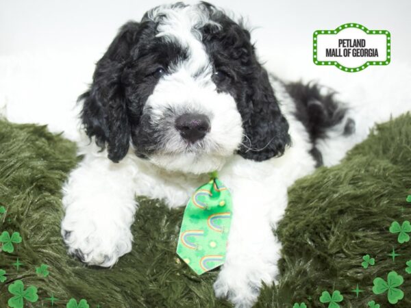 Goldendoodle – 13425