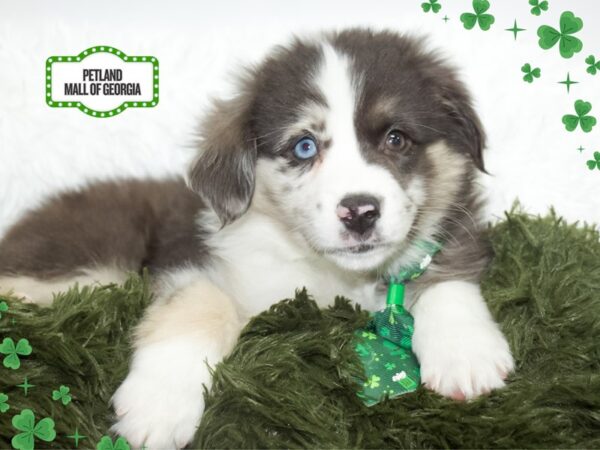 Miniature American Shepherd – 13417