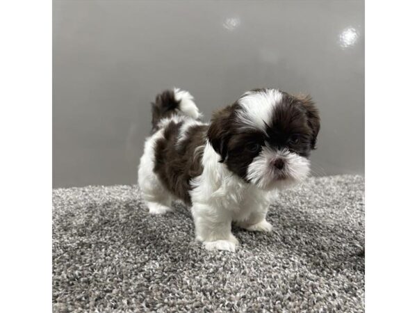 Shih Tzu – 13447