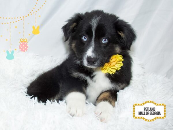 Australian Shepherd – 13446