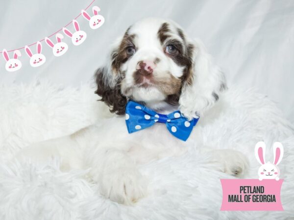 Cocker Spaniel – 13453