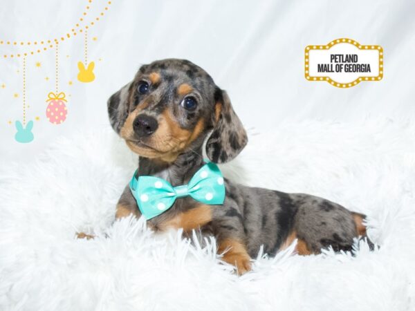 Dachshund – 13443