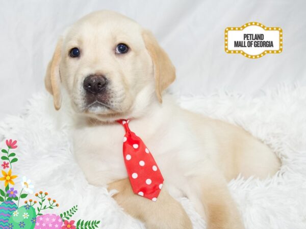 Labrador Retriever – 13445