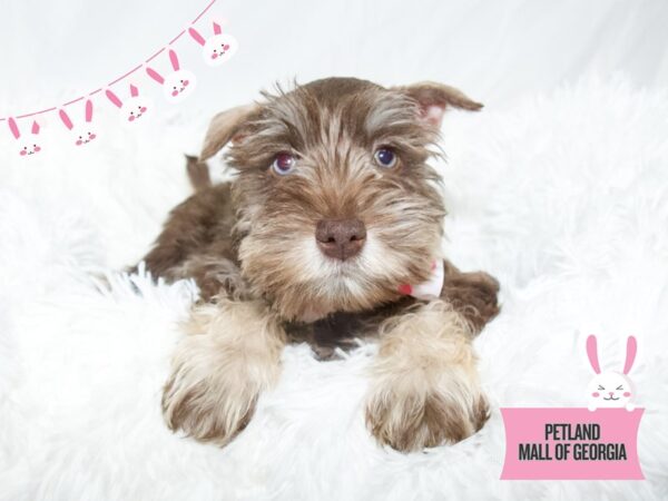 Miniature Schnauzer – 13449