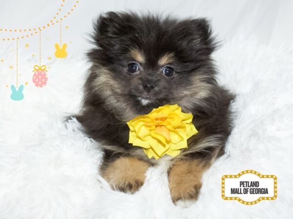 Pomeranian – 13441
