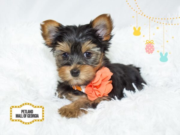 Yorkshire Terrier – 13437