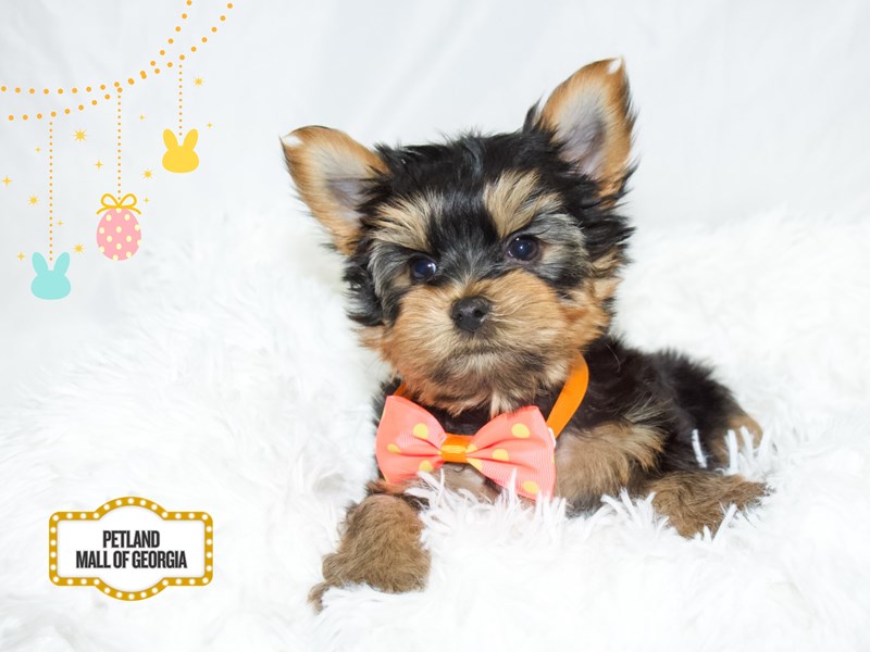 Yorkshire Terrier in Dacula, GA
