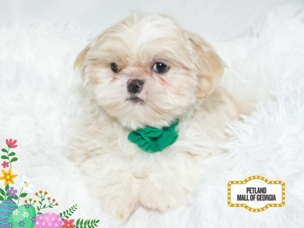 Shih Tzu – 13440