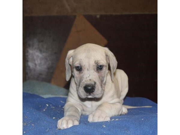 Great Dane – 13457