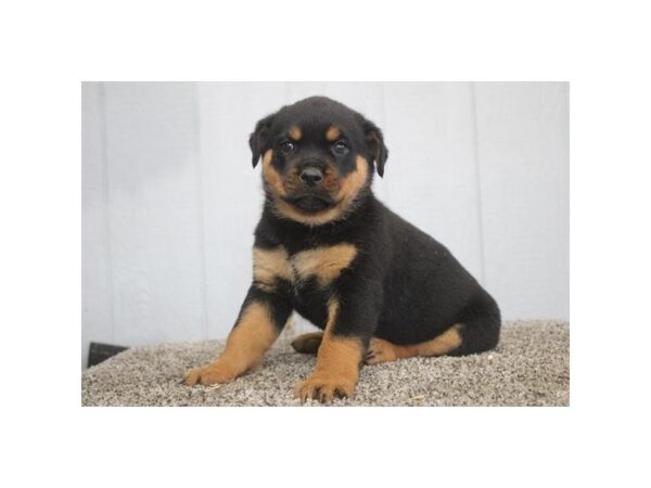 Rottweiler – 13460